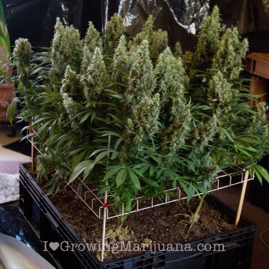 Scrogging cannabis in 5 easy steps