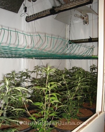 Distance scrog screen cannabis