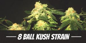 8 Ball Kush Strain