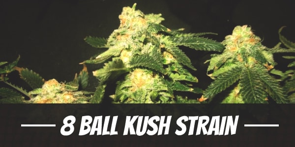 8 Ball Kush Strain