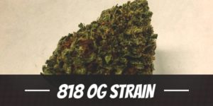 818 OG Strain