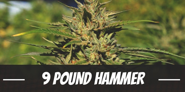 9 Pound Hammer