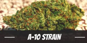 A-10 Strain