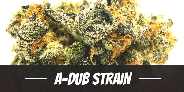 A-Dub Strain