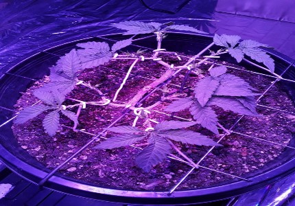 A cannabis manifold