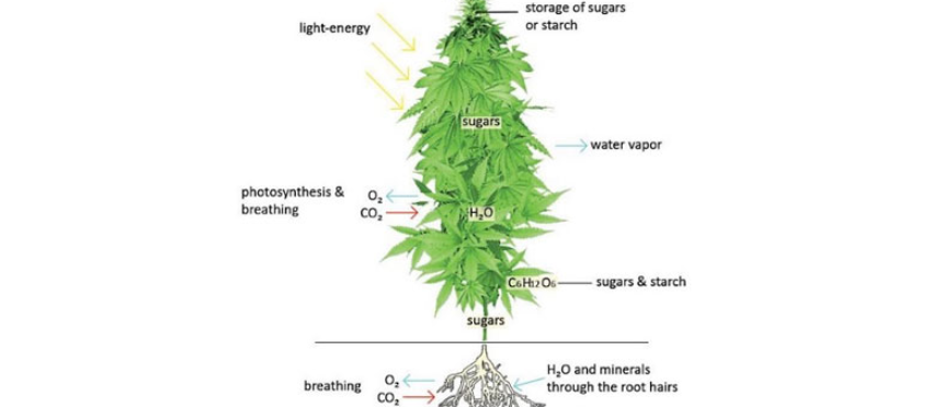A marijuana plant needs energy