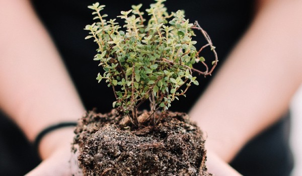 A thyme plant in soil