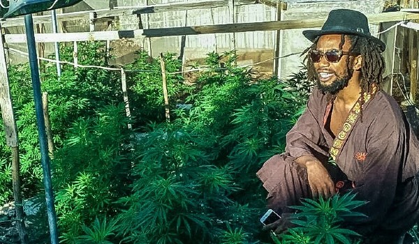 A weed garden in Jamaica