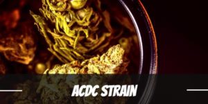 ACDC Strain