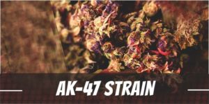 AK-47 Strain Review