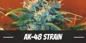 AK-48 Strain