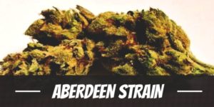 Aberdeen Strain