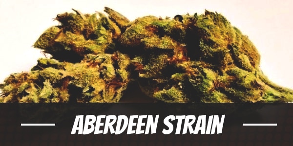 Aberdeen Strain