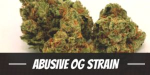 Abusive OG Strain