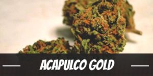 Acapulco Gold