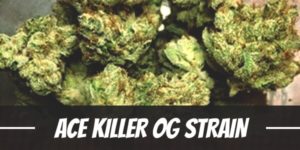 Ace Killer OG Strain