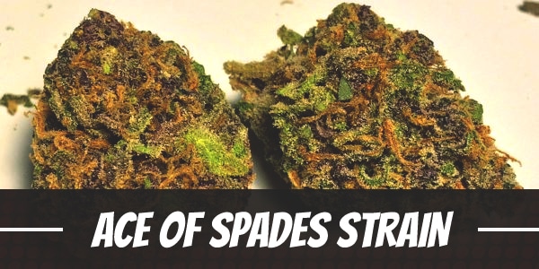 Ace Of Spades Strain