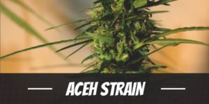 Aceh Strain