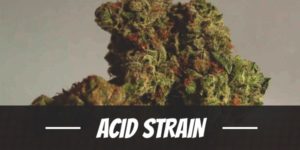 Acid Strain