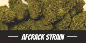 Afcrack Strain