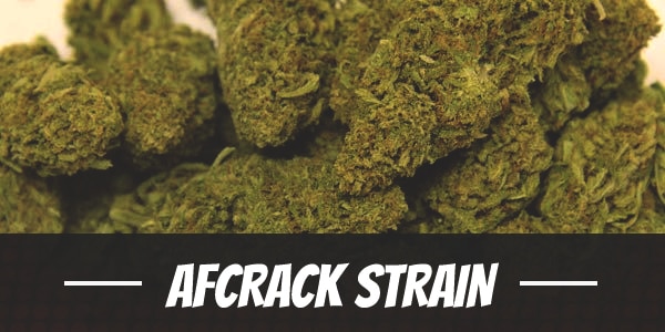 Afcrack Strain