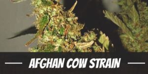 Afghan Cow Strain