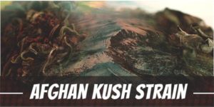 Afghan Kush Strain