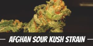 Afghan Sour Kush Strain