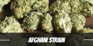 Afghani Strain