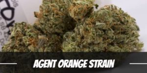 Agent Orange Strain