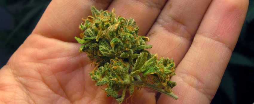 Airy and Loose Buds
