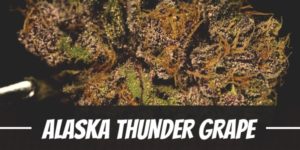 Alaska Thunder Grape Strain
