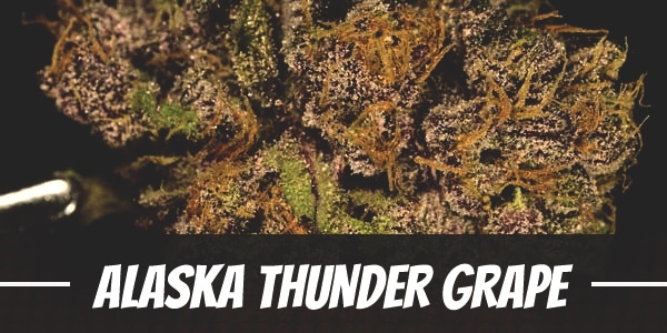 Alaska Thunder Grape Strain