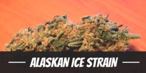 Alaskan Ice Strain