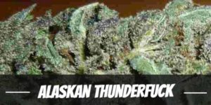 Alaskan Thunderfuck