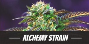 Alchemy Strain