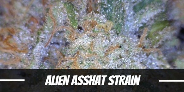 Alien Asshat weed Strain review