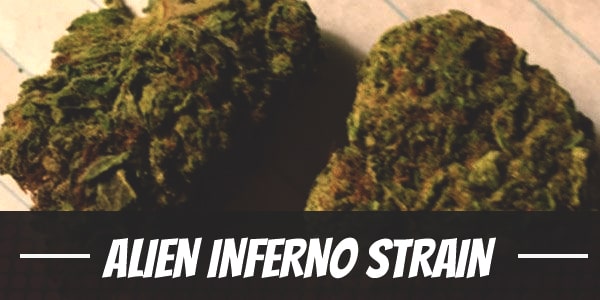 Alien Inferno Strain