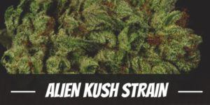 Alien Kush Strain