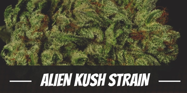 Alien Kush Strain