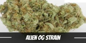 Alien OG Strain