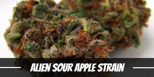 Alien Sour Apple Strain