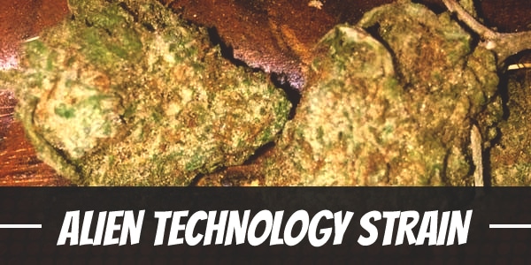 Alien Technology Strain