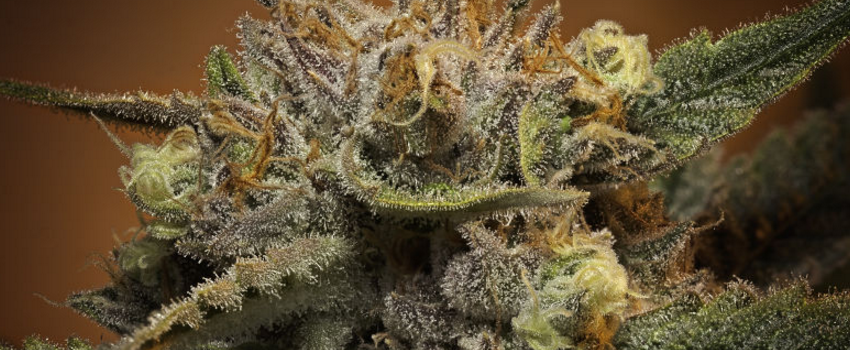 Alien_Rock_Candy_Medical