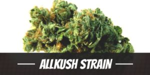 Allkush Strain