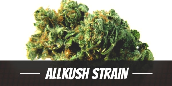 Allkush Strain