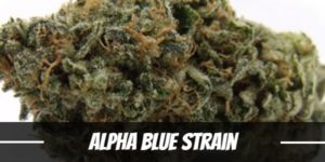 Alpha Blue Strain