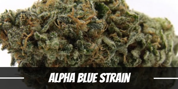 Alpha Blue Strain