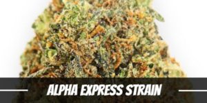 Alpha Express Strain