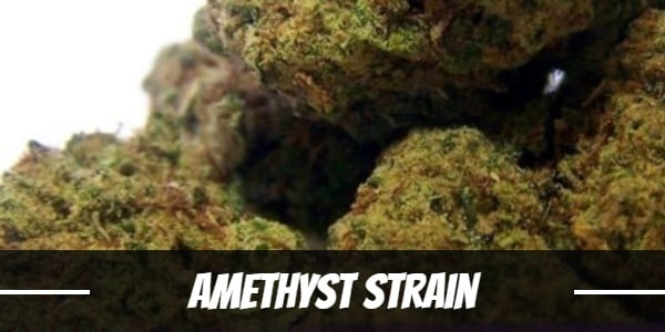 Amethyst Strain